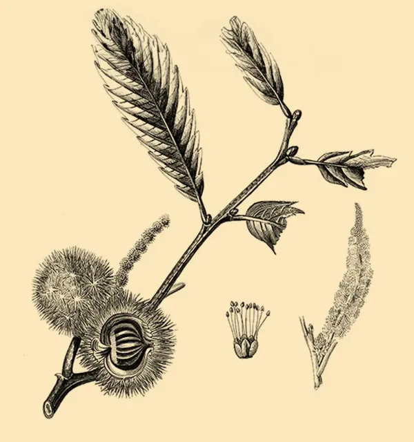 Illustration d'une branche dex chataîgne